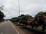 clique na foto para ampli-la